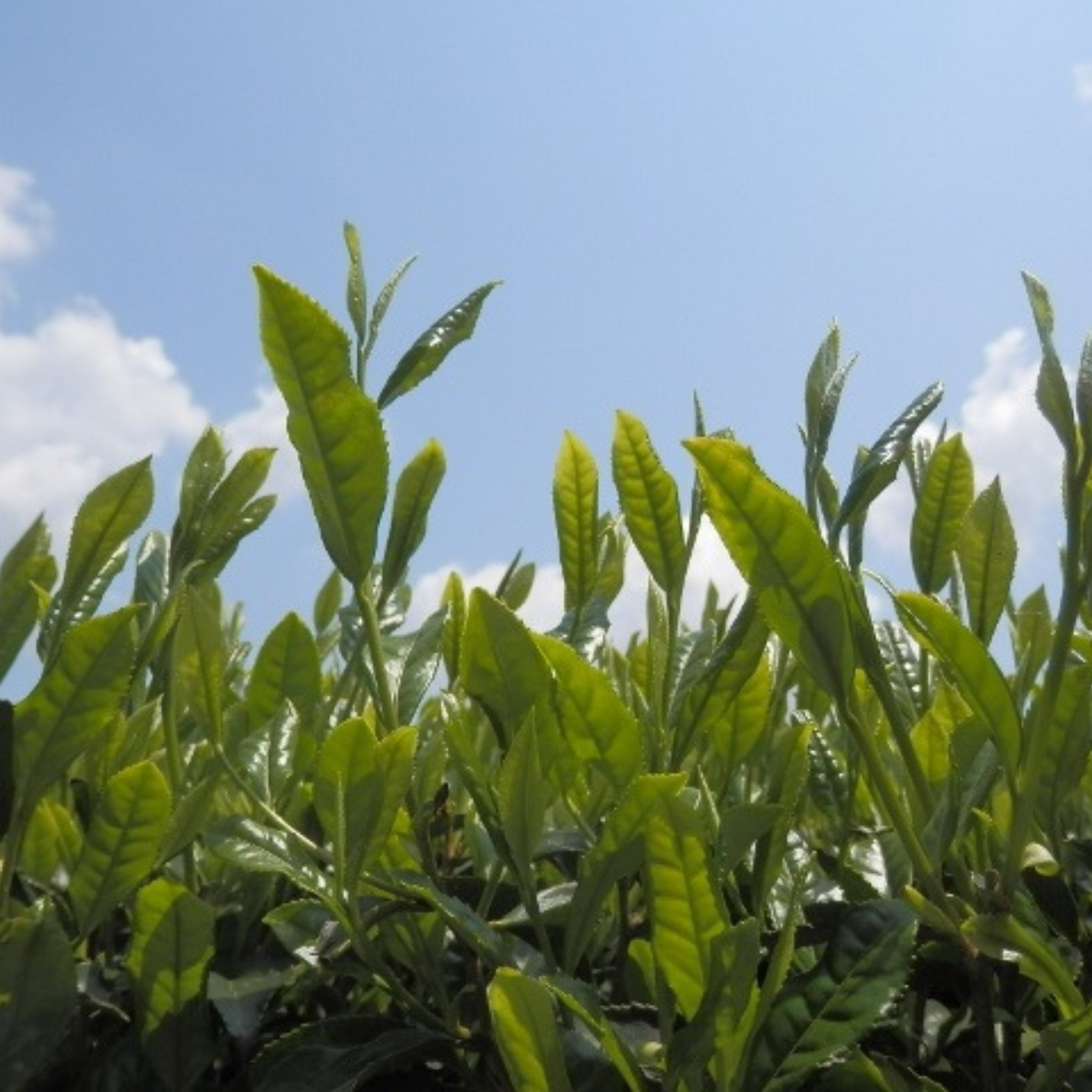 無農薬 煎茶 詰め合わせ 飲み比べギフトセット（もてなし・くつろぎ・やすらぎ） | セーフティ・リ・ファーム８８  大台町 有機栽培 伊勢茶