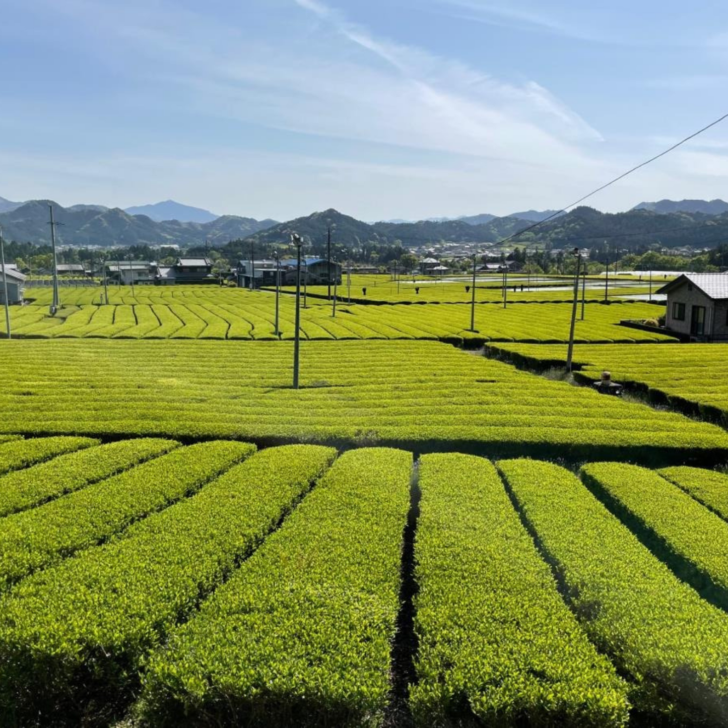 無農薬 煎茶 詰め合わせ 飲み比べギフトセット（もてなし・くつろぎ・やすらぎ） | セーフティ・リ・ファーム８８  大台町 有機栽培 伊勢茶