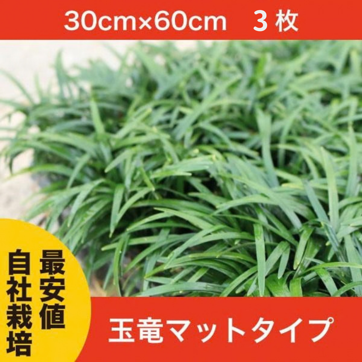 【鈴鹿産】 元気苗！ 芝生より管理が楽！ 玉竜 タマリュウ マットタイプ 3枚 | 関戸園芸 三重 鈴鹿 鈴鹿サーキット